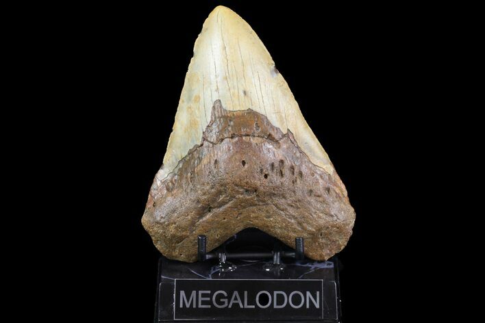 Fossil Megalodon Tooth - Massive Tooth! #75500